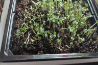 seedlings