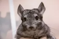 Chinchilla