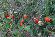 Tomaten