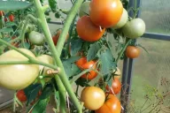 Tomatoes