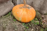 Pumpkin