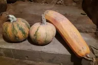 calabazas