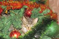 Christmas tree cat