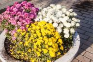 Parterre de fleurs