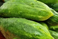 Cucumbers