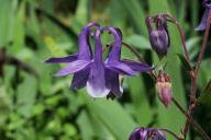 Aquilegia