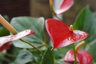 anthurium