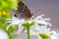 Schmetterling