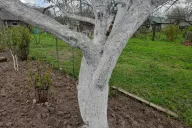 Árbol