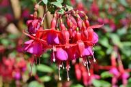 Fuchsia