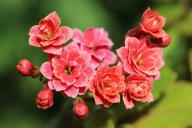 kalanchoe