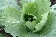 Cabbage