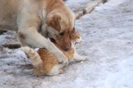 gato y perro