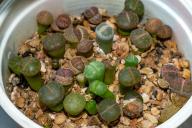 Lithops