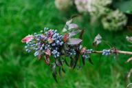 Mahonia aquifolium