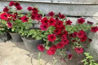 Petunias