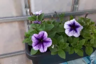 petunias