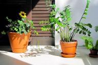 Plantas