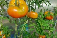 tomates