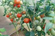 tomates