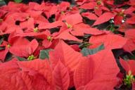 Poinsettia