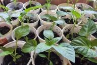 Pepper seedlings