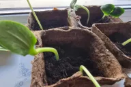 Seedling