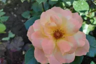 Rosa