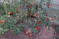 tomates