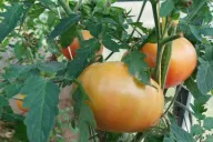 Tomates