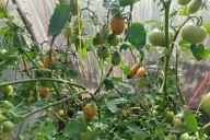 tomates