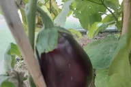 Aubergine