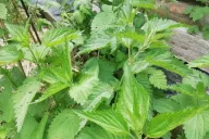 Nettle Weed