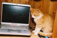 Laptop-Kat