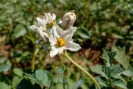 Potatoes are blooming