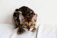 Bengal cat