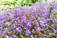 Lobelia