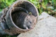 Mouse in the pipe