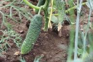 cucumbers