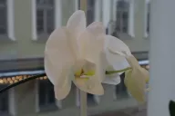 Orchid