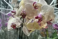 Orchidee