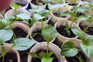 Pepper seedlings