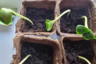 Seedling