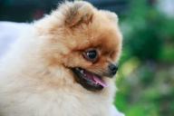 Perro de Pomerania