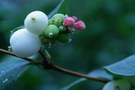 Snowberry