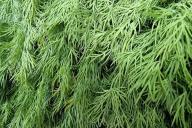 Dill