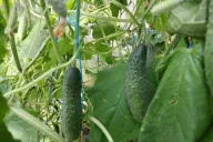 Cucumbers