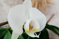 Orchidée