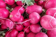 Radish