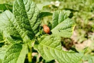 Ravageur de la pomme de terre